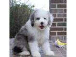 Mutt Puppy for sale in Moravia, IA, USA