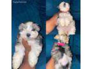 Mutt Puppy for sale in Ceres, CA, USA