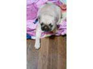 Pug Puppy for sale in Newport, NC, USA