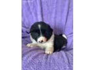 Border Collie Puppy for sale in Paul, ID, USA