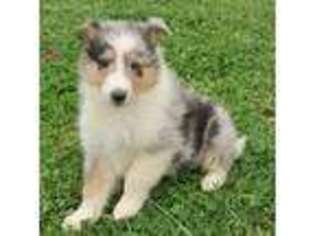 Collie Puppy for sale in Arab, AL, USA