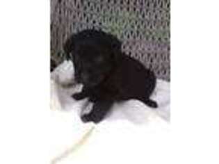 Labrador Retriever Puppy for sale in Hartwick, NY, USA