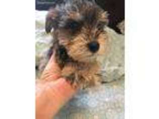 Mutt Puppy for sale in Campton, KY, USA
