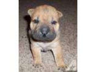 Mutt Puppy for sale in COHUTTA, GA, USA
