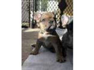 French Bulldog Puppy for sale in Franklinville, NJ, USA