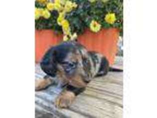 Dachshund Puppy for sale in Windsor, MO, USA