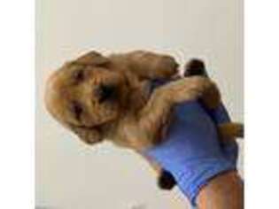 Golden Retriever Puppy for sale in Orangevale, CA, USA