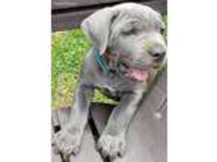 Cane Corso Puppy for sale in Oklahoma City, OK, USA