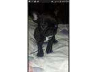 French Bulldog Puppy for sale in BROOKSVILLE, KY, USA