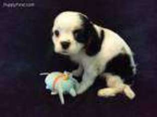 Cavalier King Charles Spaniel Puppy for sale in Slidell, LA, USA