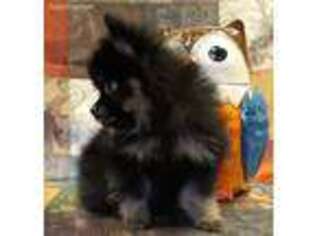 Pomeranian Puppy for sale in Burleson, TX, USA