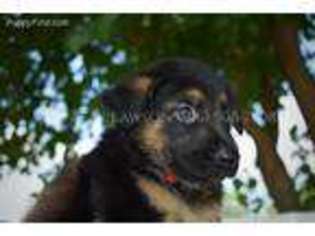 German Shepherd Dog Puppy for sale in Norman, OK, USA