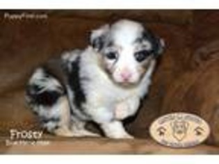 Miniature Australian Shepherd Puppy for sale in Fort Towson, OK, USA