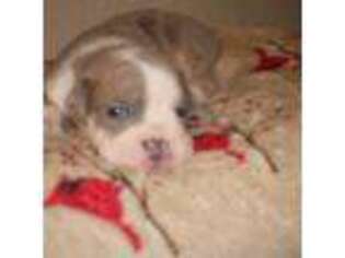 Olde English Bulldogge Puppy for sale in Katy, TX, USA
