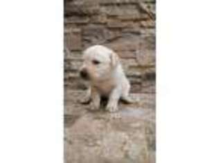 Labrador Retriever Puppy for sale in Medford, WI, USA