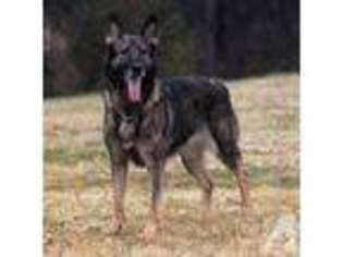 German Shepherd Dog Puppy for sale in MANSFIELD, TX, USA