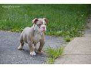 Olde English Bulldogge Puppy for sale in Berne, IN, USA