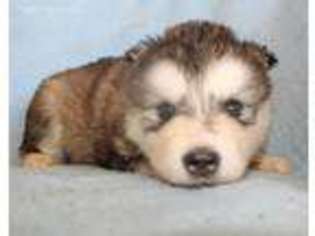 Alaskan Malamute Puppy for sale in Sacramento, CA, USA