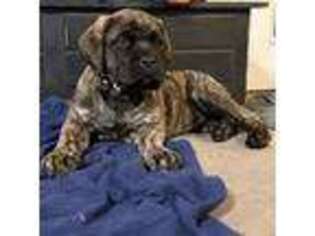 Mastiff Puppy for sale in New Park, PA, USA