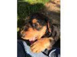 Airedale Terrier Puppy for sale in Flemingsburg, KY, USA