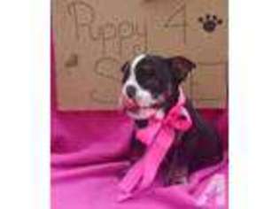 Bulldog Puppy for sale in DEATSVILLE, AL, USA