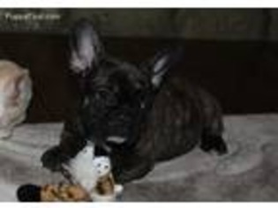 French Bulldog Puppy for sale in Clark Fork, ID, USA