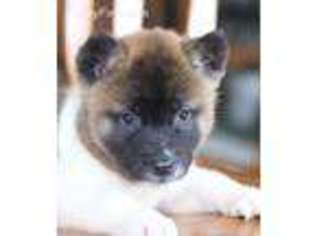 Akita Puppy for sale in Wentworth, MO, USA
