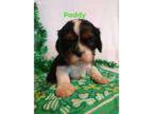 Cavalier King Charles Spaniel Puppy for sale in Wauseon, OH, USA
