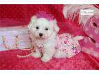 Maltese Puppy for sale in Joplin, MO, USA
