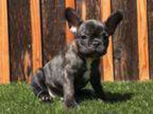 French Bulldog Puppy for sale in Newman, CA, USA