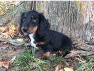 Dachshund Puppy for sale in Bruner, MO, USA