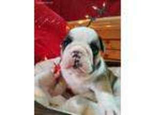 Bulldog Puppy for sale in Mansfield, MO, USA