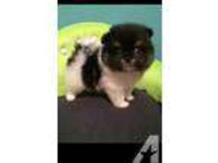 Pomeranian Puppy for sale in GRAND RAPIDS, MI, USA