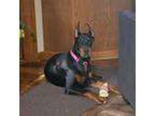 Doberman Pinscher Puppy for sale in Acton, ME, USA