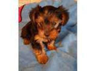 Yorkshire Terrier Puppy for sale in Farmville, VA, USA