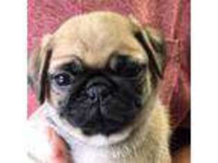 Pug Puppy for sale in Belleview, FL, USA