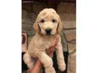 Labradoodle Puppy for sale in Hawkins, TX, USA