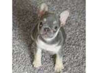 French Bulldog Puppy for sale in Warsaw, IN, USA