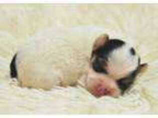 Yorkshire Terrier Puppy for sale in Jonesboro, LA, USA