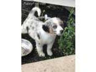 Australian Shepherd Puppy for sale in Waynesville, OH, USA