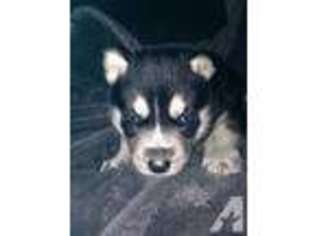 Siberian Husky Puppy for sale in THE DALLES, OR, USA
