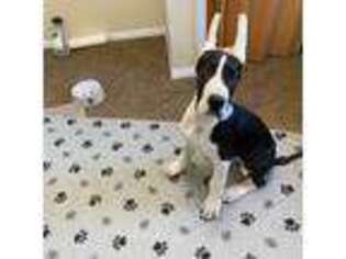 Great Dane Puppy for sale in Bunker Hill, WV, USA