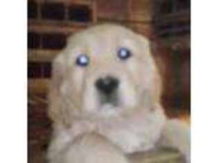Golden Retriever Puppy for sale in Binghamton, NY, USA