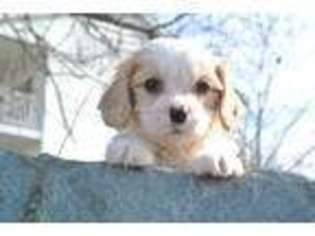 Cavachon Puppy for sale in Peru, IN, USA