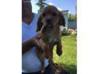 Cavalier King Charles Spaniel Puppy for sale in Remer, MN, USA