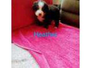 Bernese Mountain Dog Puppy for sale in Strasburg, OH, USA