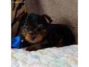 Yorkshire Terrier Puppy for sale in Childress, TX, USA
