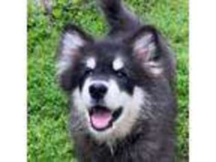 Alaskan Malamute Puppy for sale in Mount Vernon, IL, USA