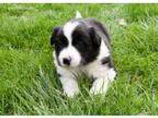 Border Collie Puppy for sale in Grand Ledge, MI, USA