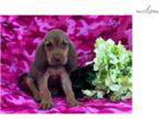 Bloodhound Puppy for sale in Lancaster, PA, USA